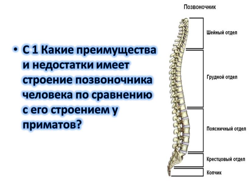 С 1 Какие преимущества и недостатки имеет строение позвоночника человека по сравнению с его строением у приматов?