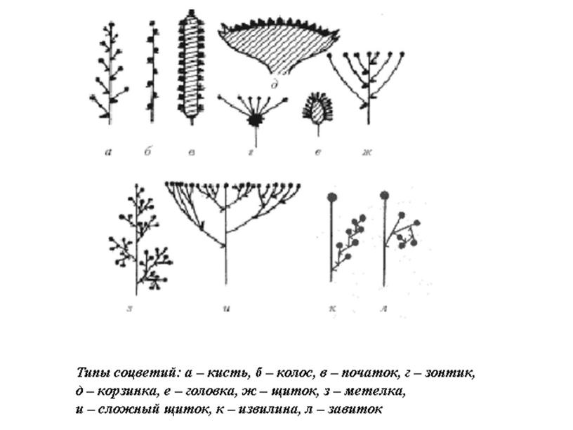 Соцветия, 6 класс, биология