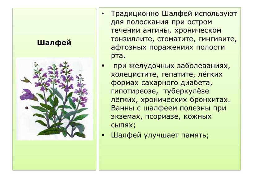 Традиционно Шалфей используют для полоскания при остром течении ангины, хроническом тонзиллите, стоматите, гингивите, афтозных поражениях полости рта