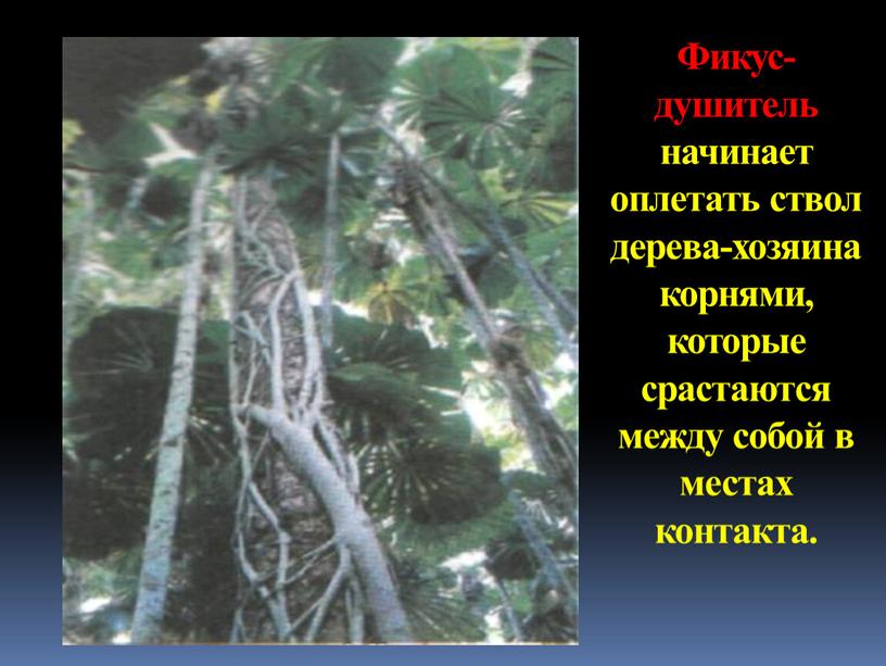 Фикус-душитель начинает оплетать ствол дерева-хозяина корнями, которые срастаются между собой в местах контакта