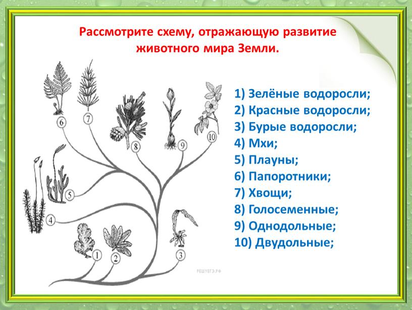 Рассмотрите схему, отражающую развитие животного мира