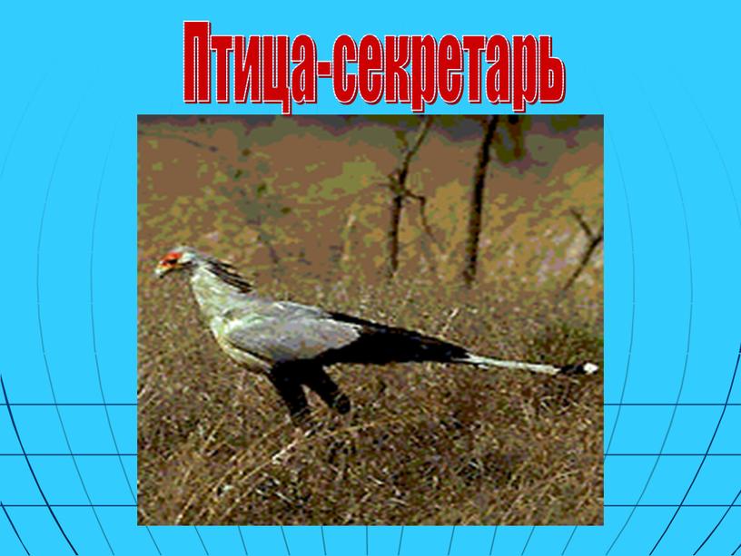 Птица-секретарь