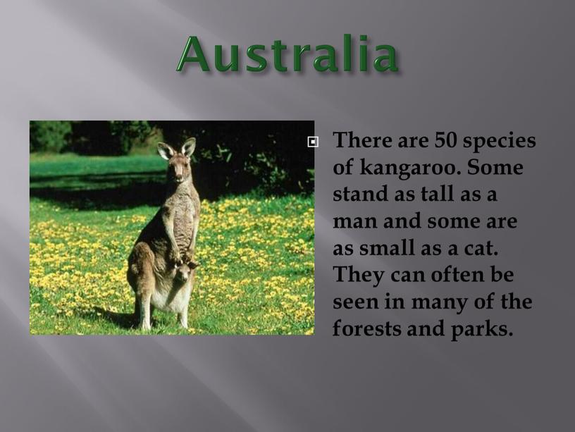 Australia There are 50 species of kangaroo