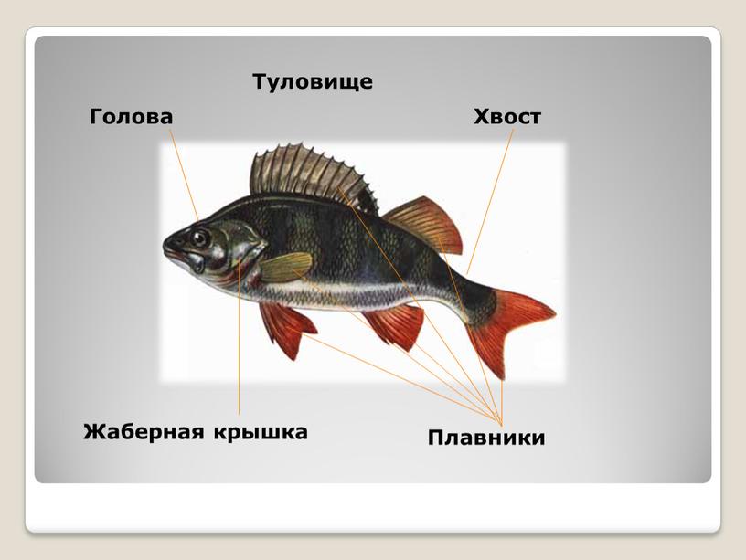 Укажите на рисунке жаберные крышки рыбы