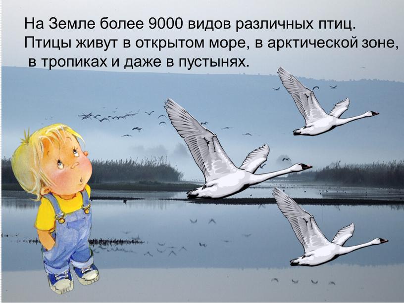 На Земле более 9000 видов различных птиц