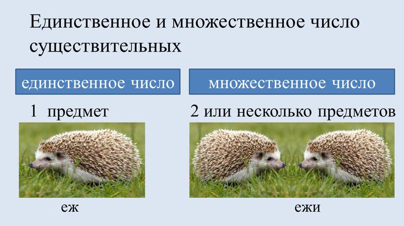 Единственное и множественное число существительных еж ежи 1 предмет 2 или несколько предметов множественное число единственное число