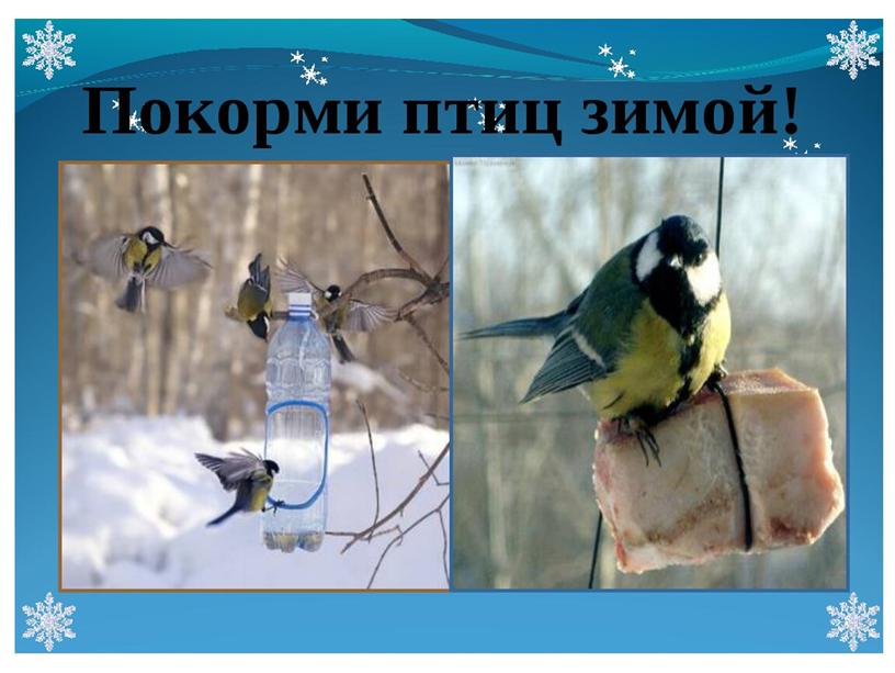 Презентация "Зимующие птицы г. Волгодонска"