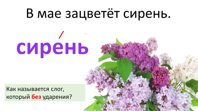 В мае зацветёт сирень. сирень Как называется слог, который без ударения?