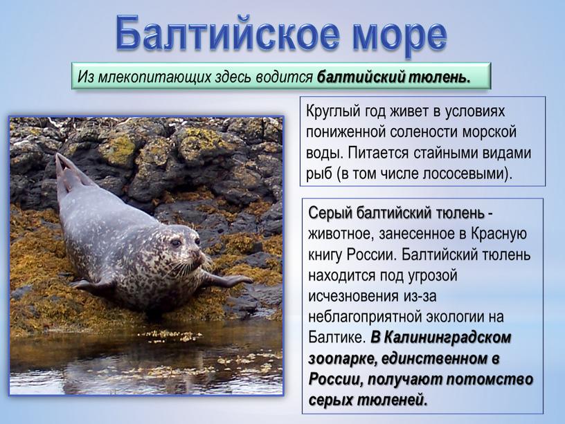 Балтийское море Из млекопитающих здесь водится балтийский тюлень