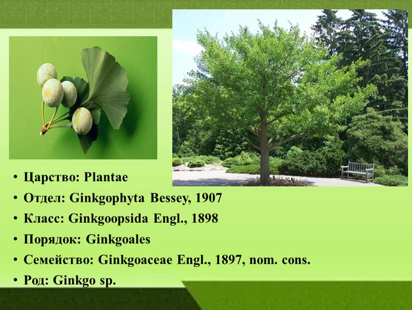 Царство: Plantae Отдел: Ginkgophyta