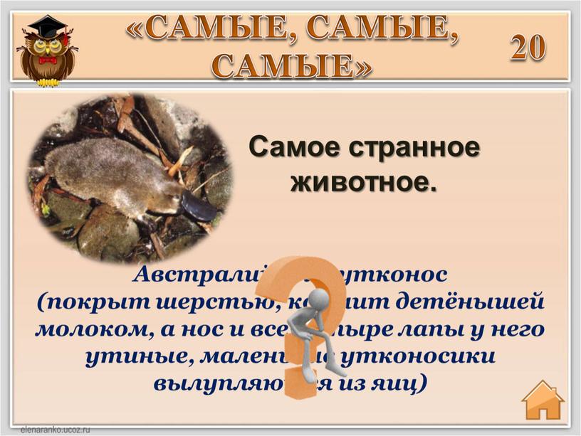 Сaмое странное животное. «САМЫЕ,