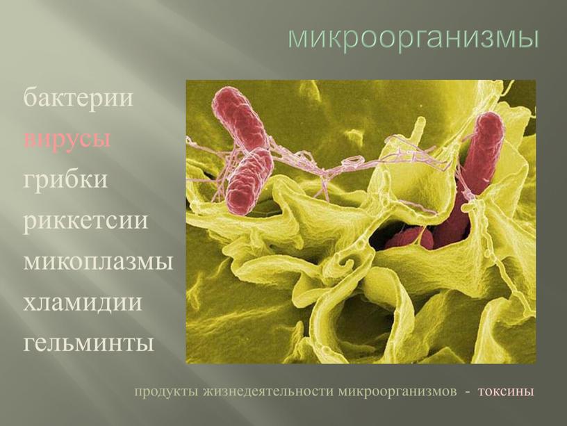 микроорганизмы бактерии вирусы грибки риккетсии микоплазмы хламидии гельминты продукты жизнедеятельности микроорганизмов - токсины