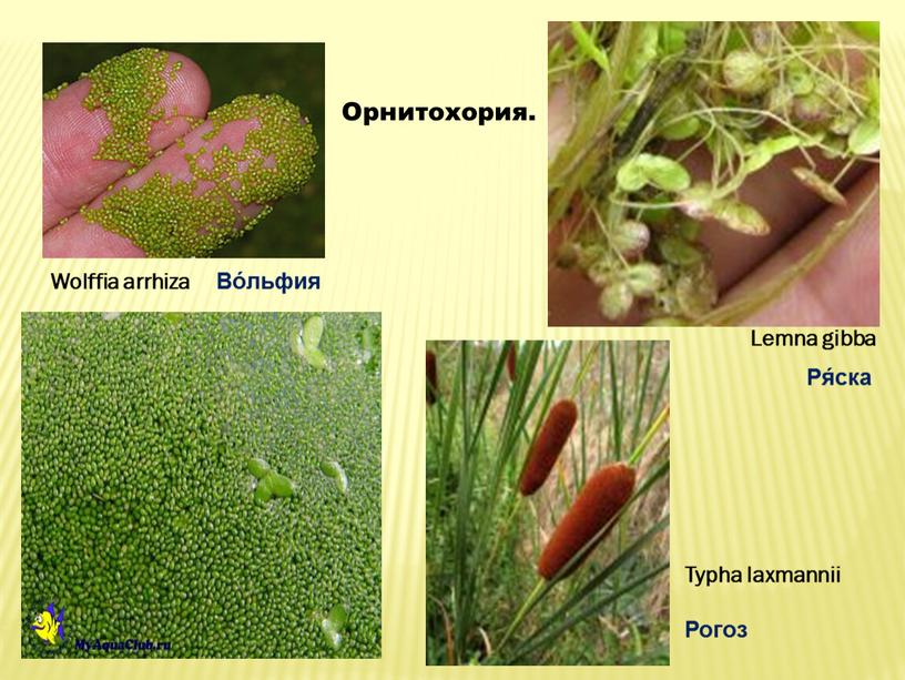 Орнитохория. Wolffia arrhiza Lemna gibba