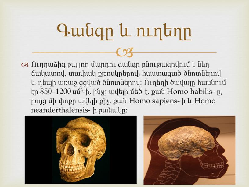 Homo habilis- ը, բայց մի փոքր ավելի քիչ, քան