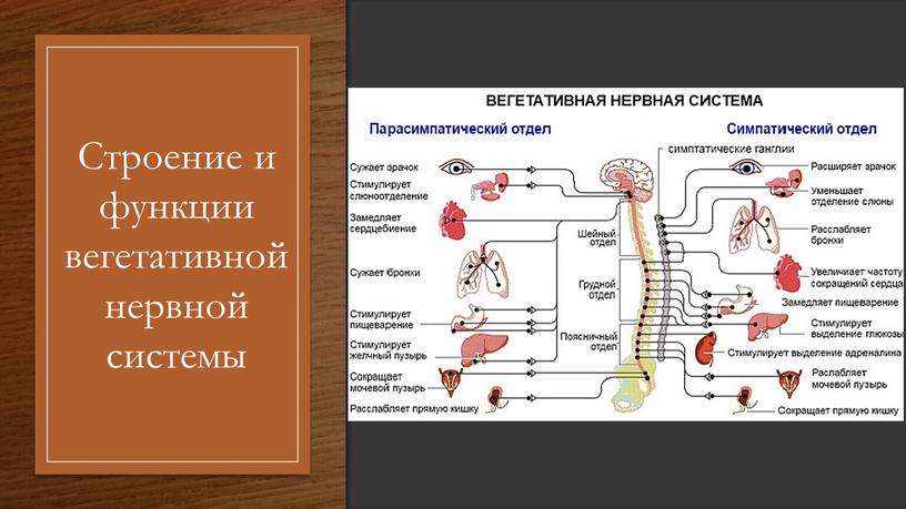 Строение и функции вегетативной нервной системы