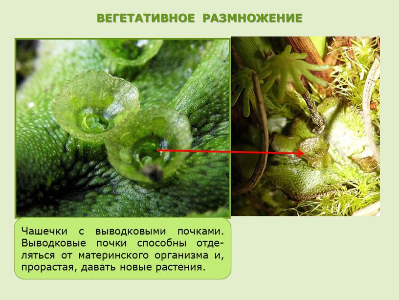 ВЕГЕТАТИВНОЕ РАЗМНОЖЕНИЕ Чашечки с выводковыми почками