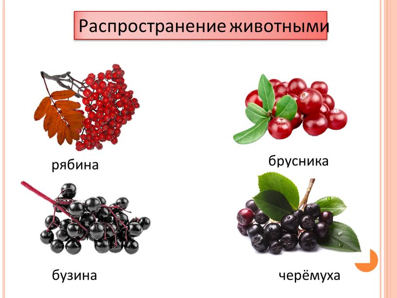 рябина бузина брусника черёмуха Распространение животными