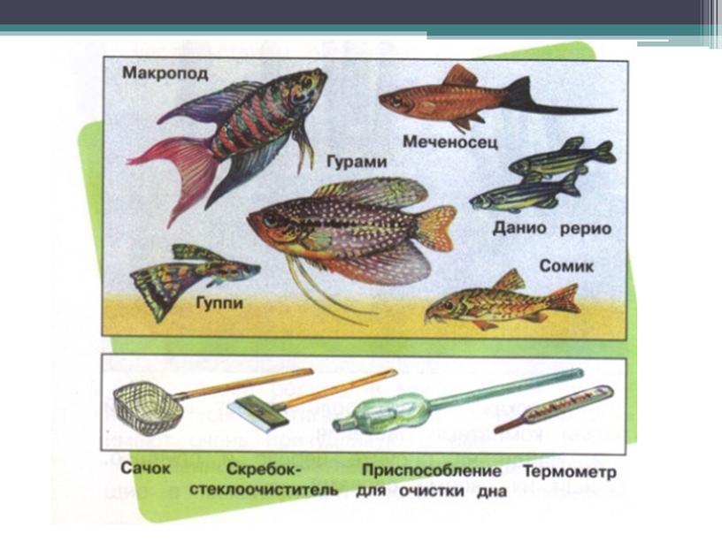 Урок окружающего мира "Животные живого уголка" 2 класс