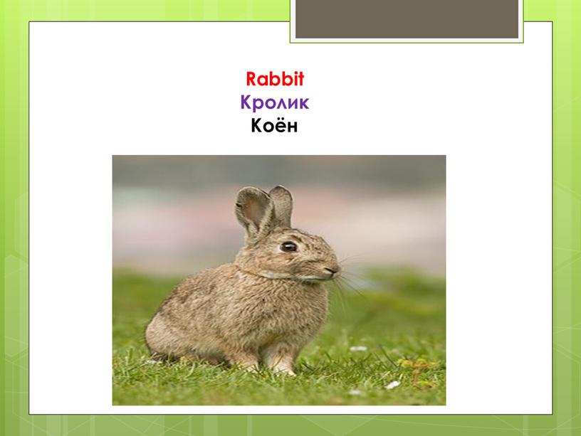 Rabbit Кролик Коён