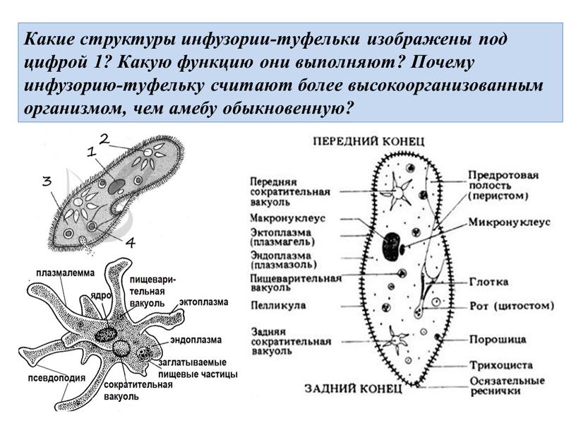 Какие структуры инфузории-туфельки изображены под цифрой 1?