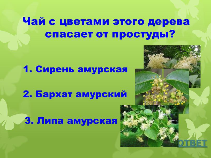 Чай с цветами этого дерева спасает от простуды?