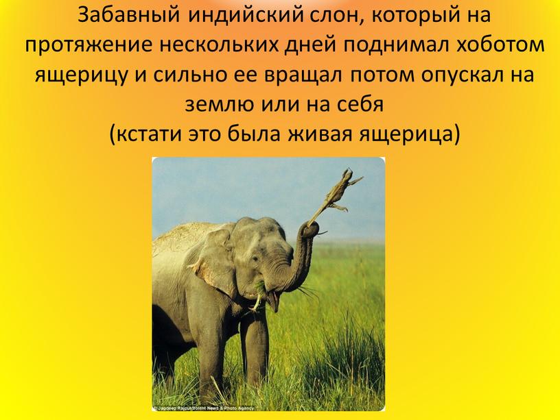 Забавный индийский слон, который на протяжение нескольких дней поднимал хоботом ящерицу и сильно ее вращал потом опускал на землю или на себя (кстати это была…