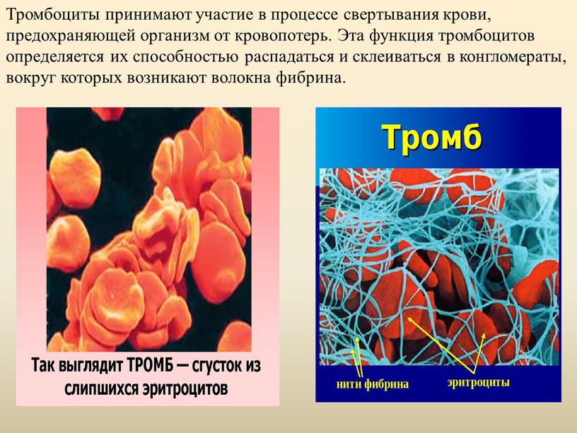 Тромбоциты принимают участие в процессе свертывания крови, предохраняющей организм от кровопотерь