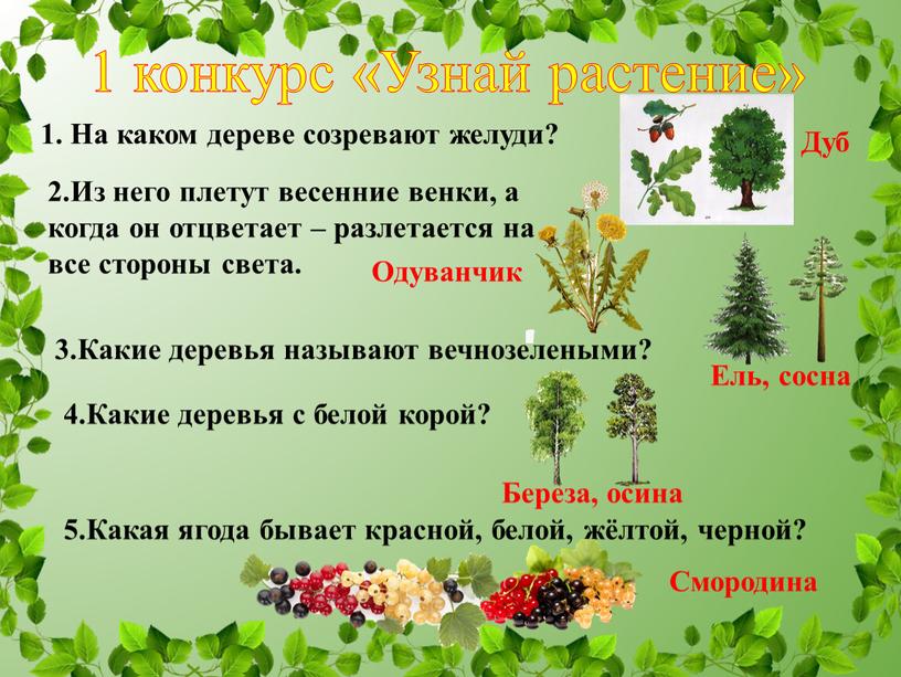 Узнай растение» 1. На каком дереве созревают желуди?