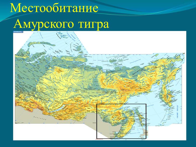 Местообитание Амурского тигра