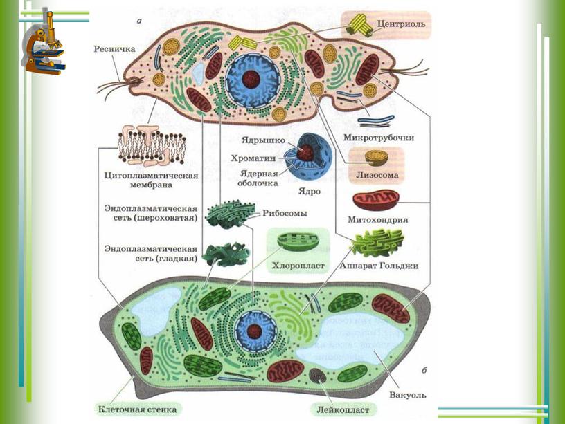 Строение клеток растений животных грибов
