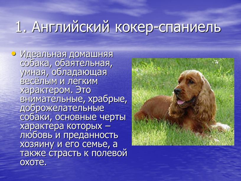 Английский кокер-спаниель Идеальная домашняя собака, обаятельная, умная, обладающая весёлым и легким характером