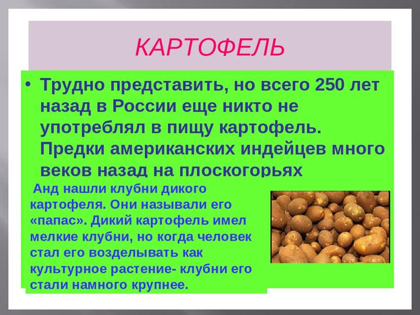 Презентация по Сельскохозяйственному труду: "Уборка картофеля" 5 класс.