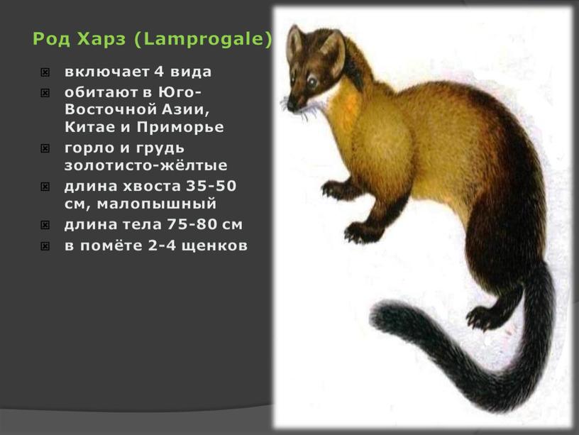 Род Харз (Lamprogale) включает 4 вида обитают в