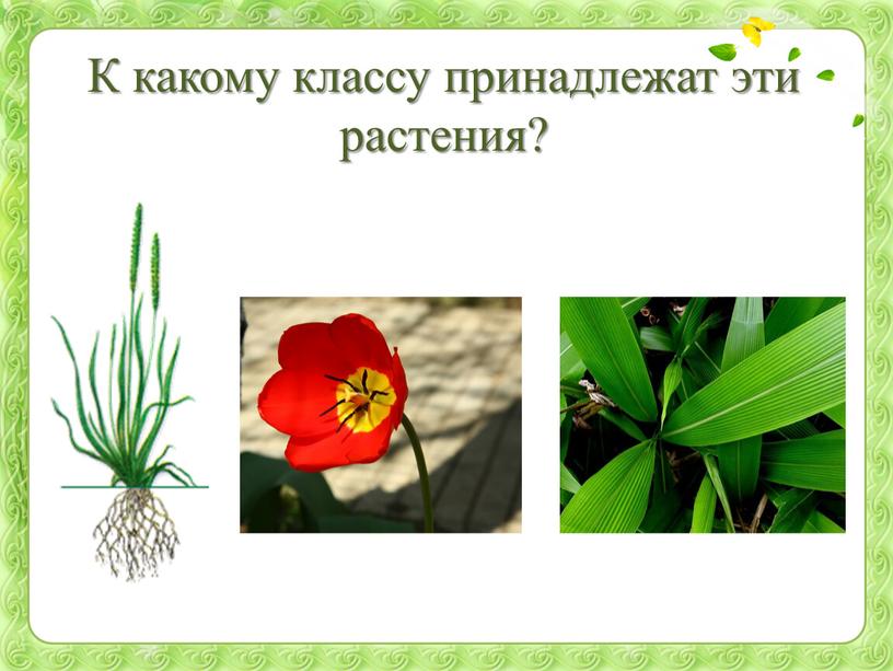 К какому классу принадлежат эти растения?