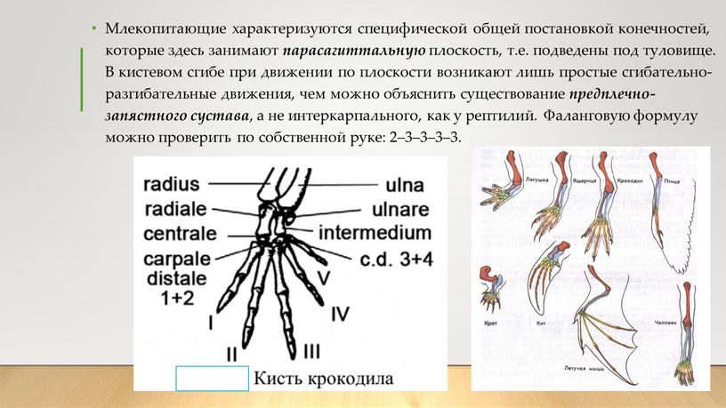 Млекопитающие характеризуются специфической общей постановкой конечностей, которые здесь занимают парасагиттальную плоскость, т