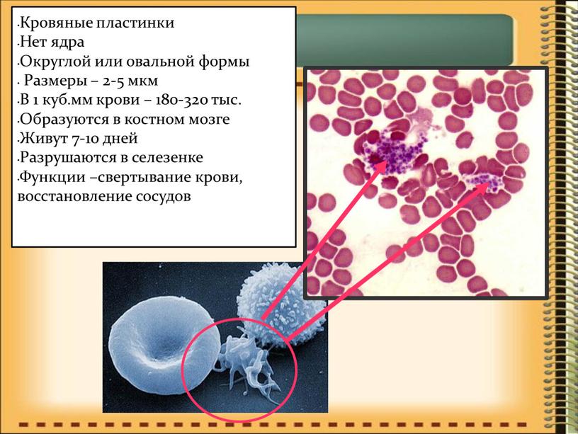Кровяные пластинки Нет ядра Округлой или овальной формы