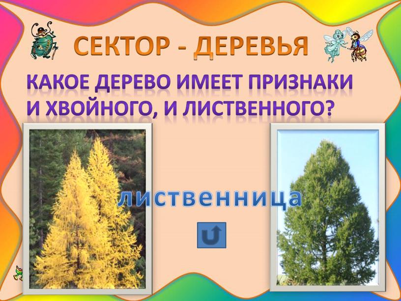 СЕКТОР - ДЕРЕВЬЯ Какое дерево имеет признаки и хвойного, и лиственного? лиственница