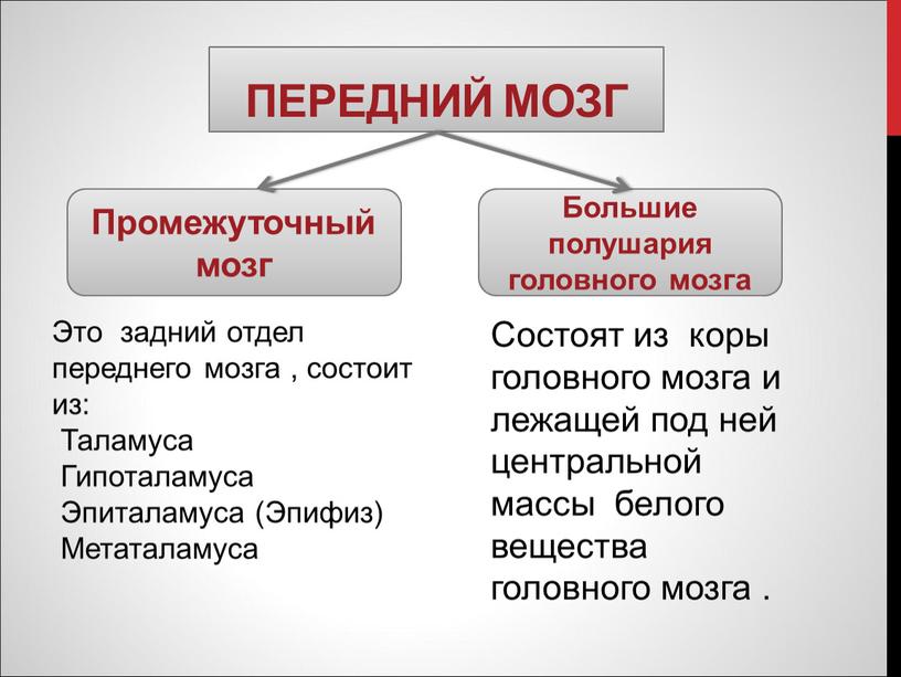 Передний мозг Промежуточный мозг