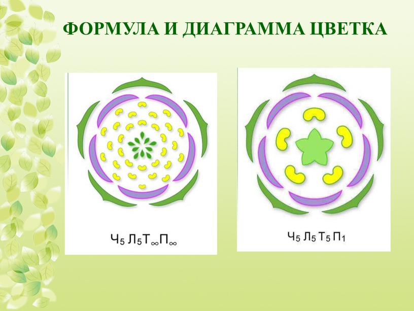 ФОРМУЛА И ДИАГРАММА ЦВЕТКА