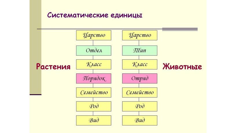 Тип Хордовые, строение ланцетника