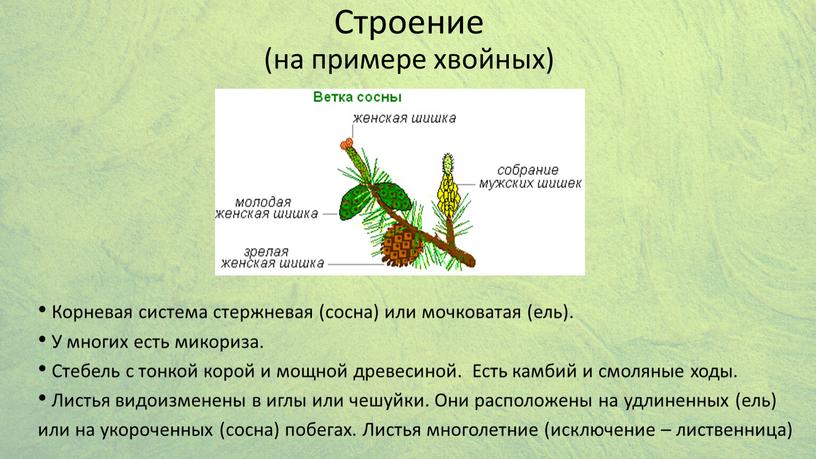 Строение (на примере хвойных)