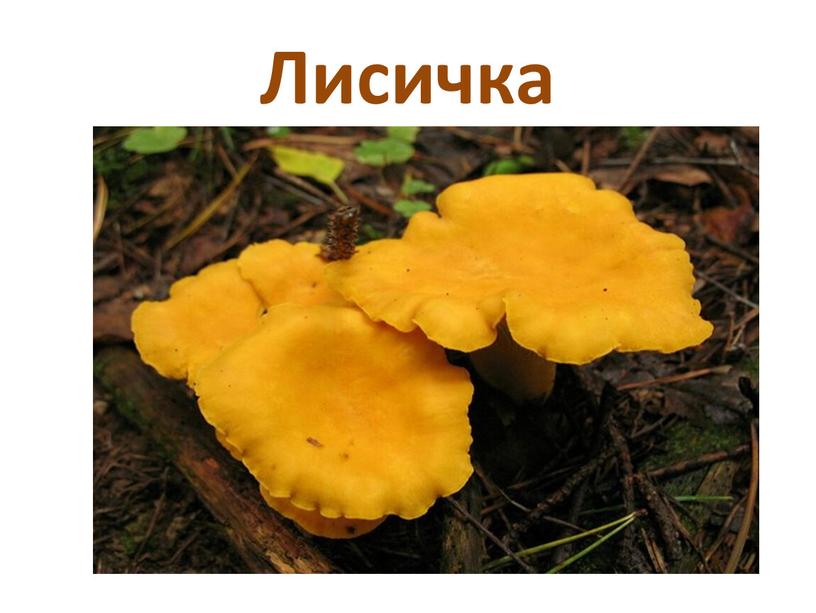 Лисичка