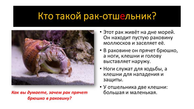 Кто такой рак-отшельник? Этот рак живёт на дне морей