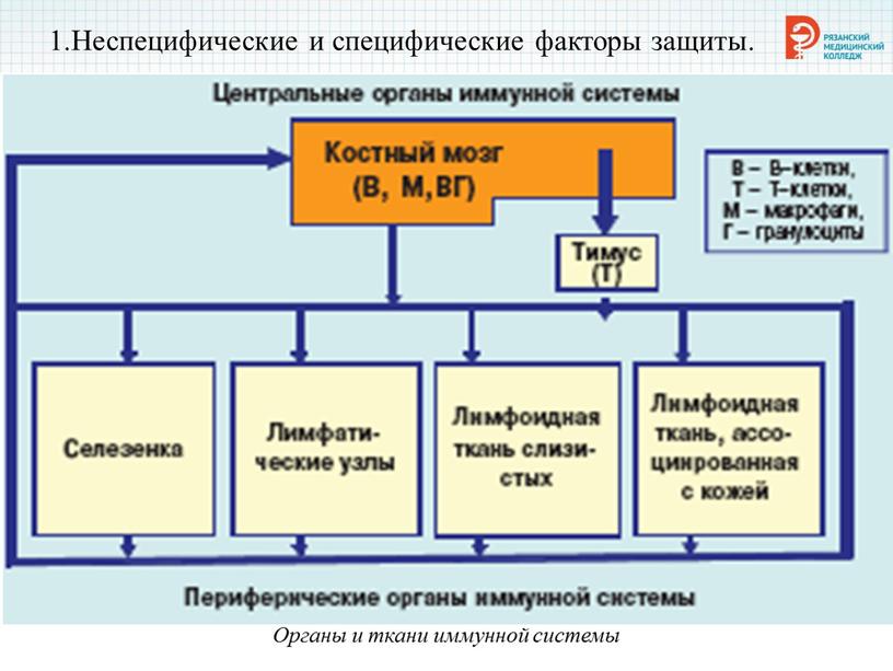 Неспецифические и специфические факторы защиты