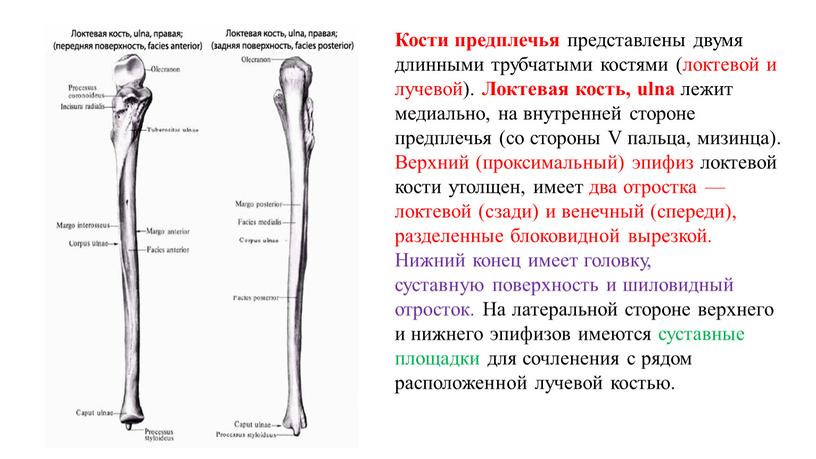 Кости предплечья представлены двумя длинными трубчатыми костями (локтевой и лучевой)