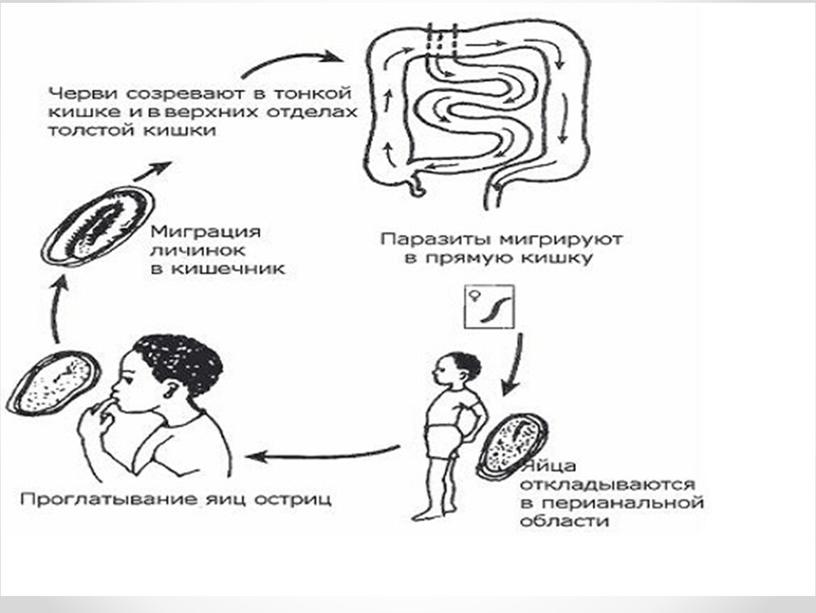 Типы Червей.