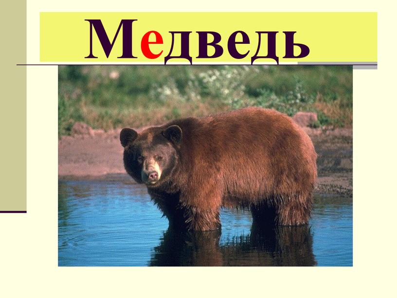 Медведь