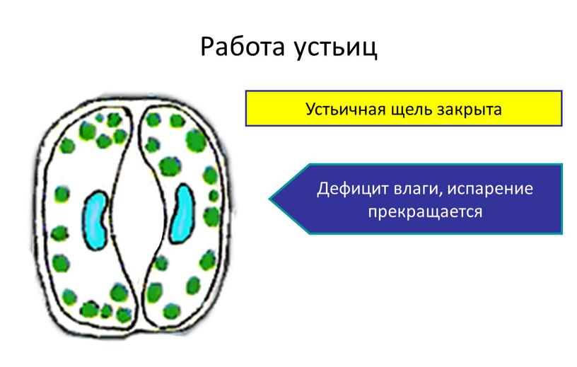 Работа устьиц Устьичная щель открыта