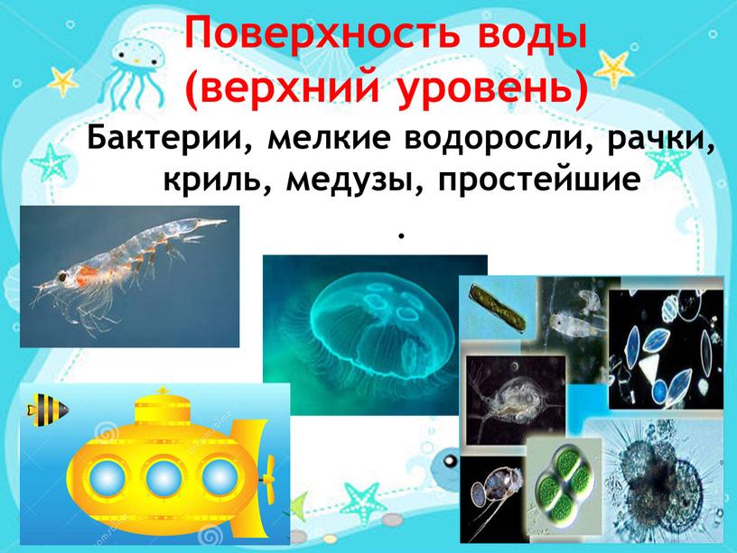 Бактерии, мелкие водоросли, рачки, криль, медузы, простейшие