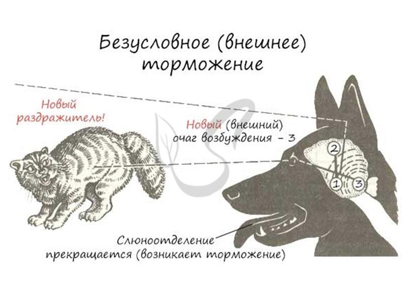 Нервная система